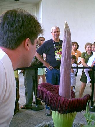 Amorphophallus titanum, or Titan Arum